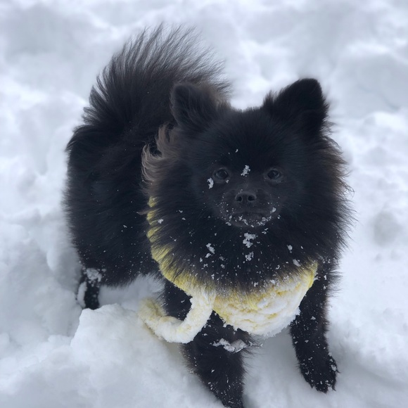 Meet your Posher, Thanh - Picture 1 of 1